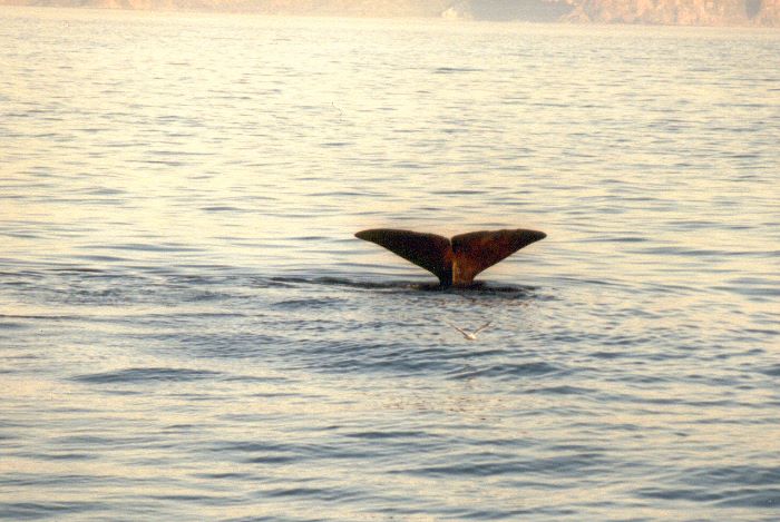 ../Images/024.Whalewatching ab Andenes.jpg